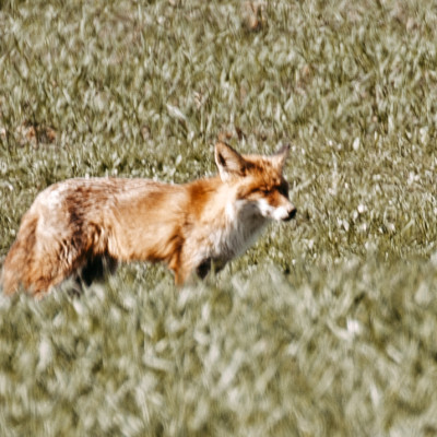 Ein Fuchs lässt sich bestaunen